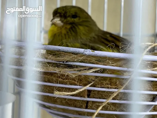 عصفور كناري