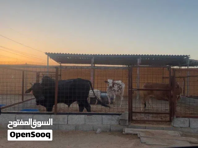 للبيع ثور في راس الخيمه