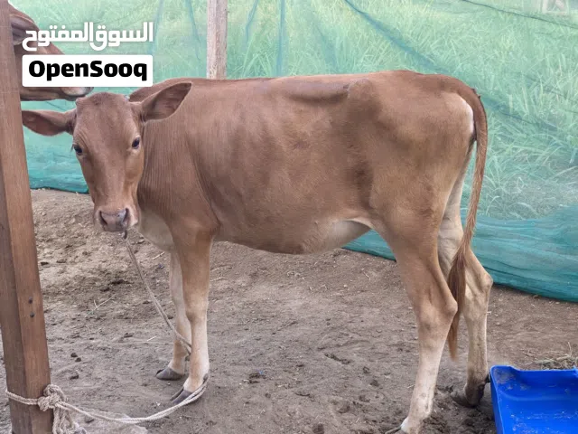 عجله عمانيه بنت سنه وشهرين تقريبا