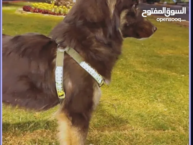 كلبة جيرمن للبيع مهجنة العمر 5 اشهر