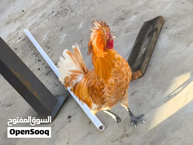 دجاج بالوني للبيع شوف الوصف