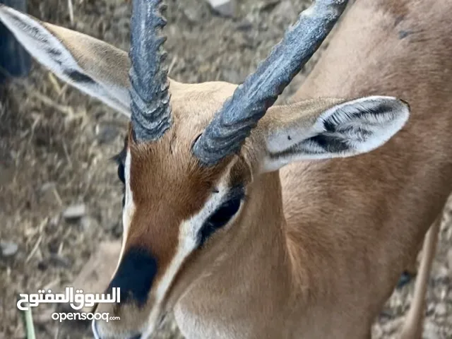 ذكر غزال الدماني