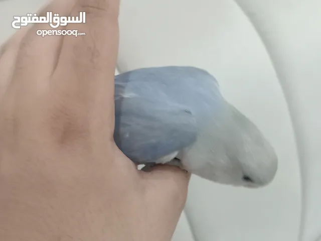 فرخين روز أزرق وسماوي