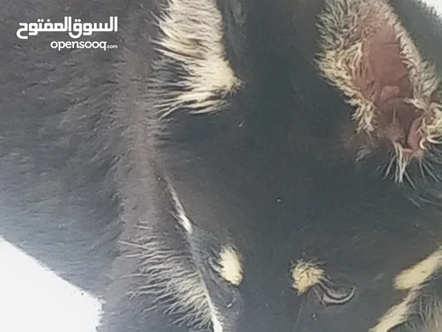 كلب للبيع عمر 3شهور