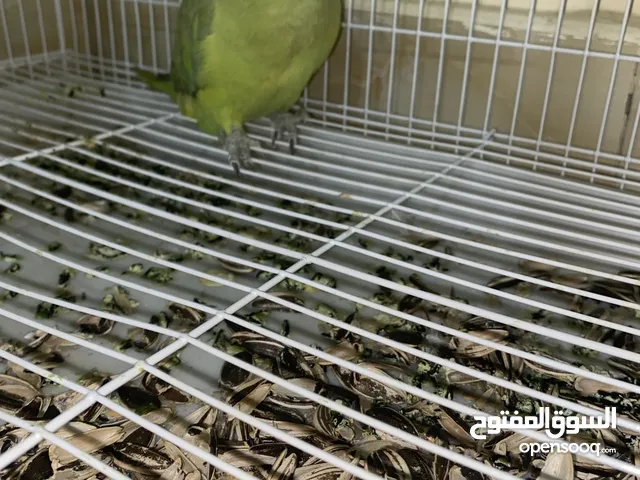 name kiwi indian ringneck for 200 dhs