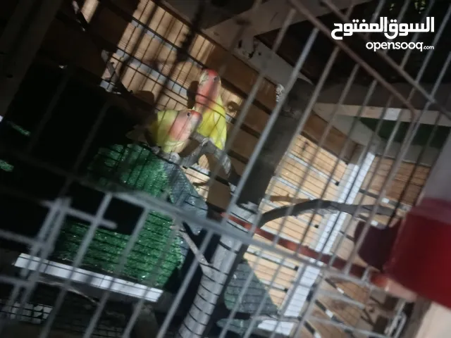 جوز روز للبيع