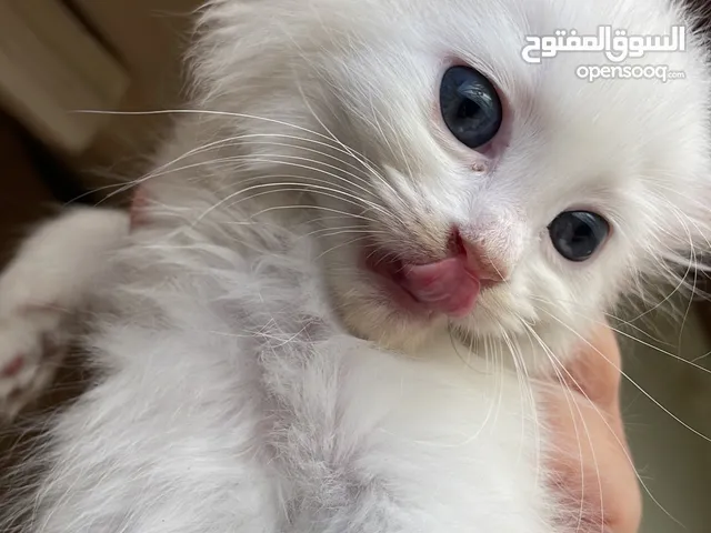 قطط شيرازي عمر شهرين للبيع