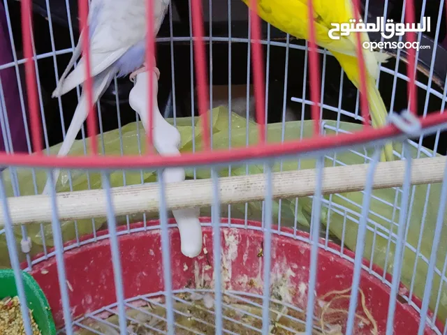 عصفورين حب بصحة ممتازة وألوان جميلة للبيع