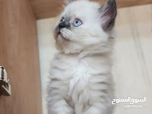 ماشاء الله متوفر قطط هملايا تشوكلت الام والكيتن