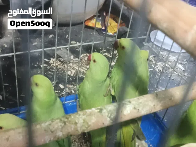 فراخ درة بلدي عين سودا هاديات للترويض