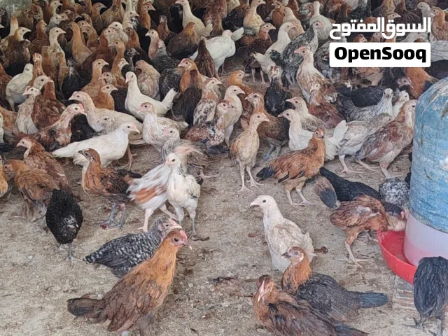 دجاج محلي جاهز للتربية او للذبح