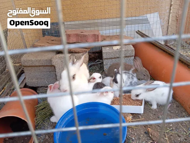 ارانب للبيع السعر2/ونص