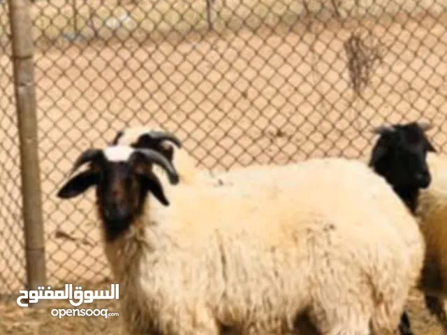 4خرفان للبيع
