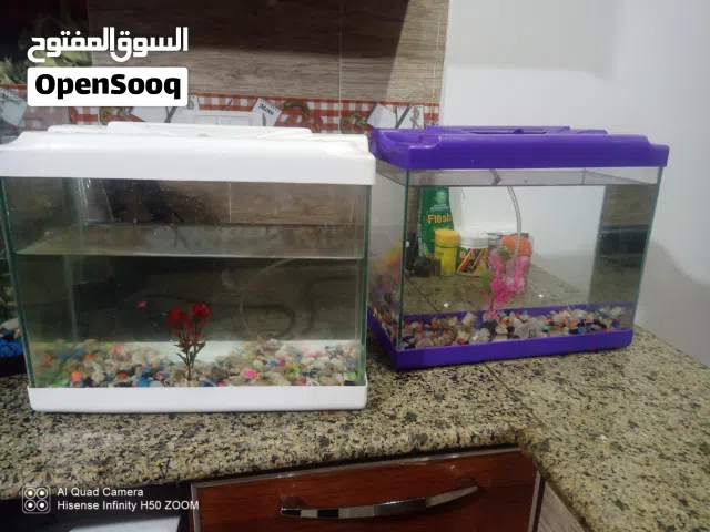 حوضين حوت في حالة جيدة