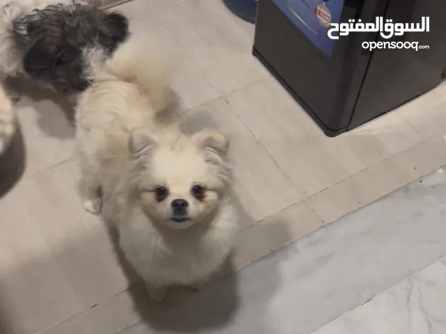 كلبة أنثى للبيع نوع بومارينيان للتواصل على الرقم في الوصف أليفة جداً ولعوبة