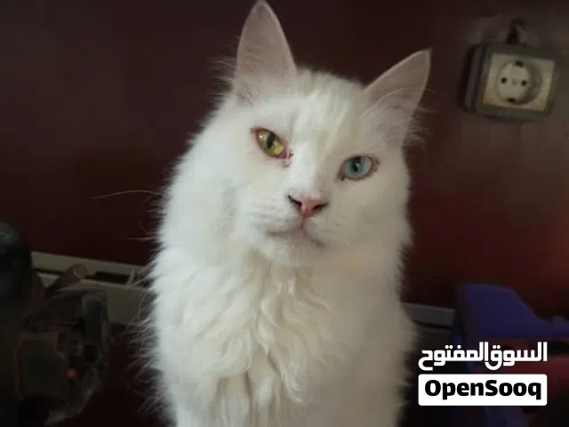 قطه بيضاء عين بعين