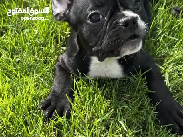 French Bulldog Maltipoo Puppies 3 months old very cute