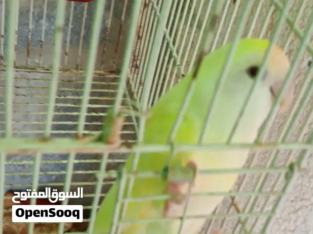 للبيع بغباء بركديلو مروض متعود على البشر يوقف على اليد و يلعب مع البشر ما شاء الله