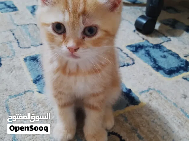 قط ذكر شيرازي  من اب وام (بيرشن شيرازي)  لون القط برتقالي لعوب جدا متعلم ع لتر ودراي فود وأكل البيت.
