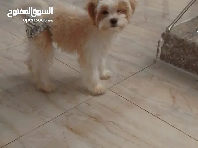 Cute 2 Month and 15 day Maltipoo Female Puppy For Sale