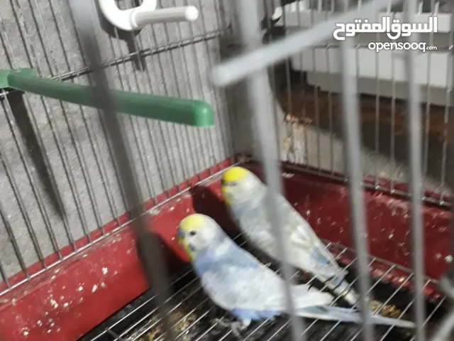 بقلبنو رينبو