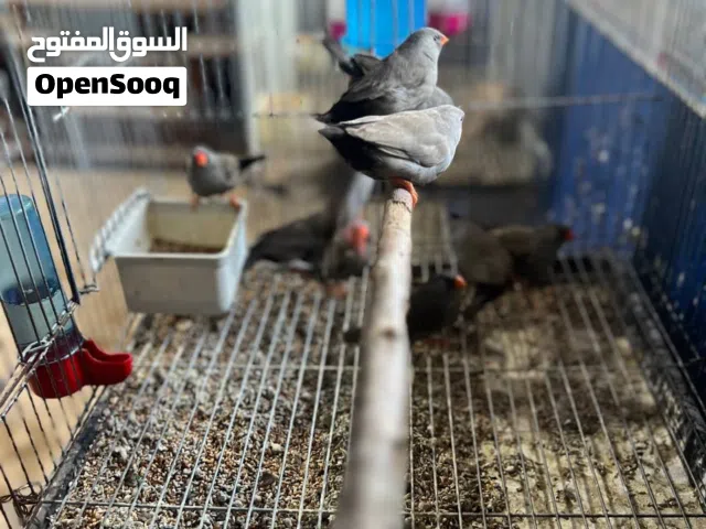 الله يبارك متوفر 10كوبيات  زيبرا شاركول حجم مكس المكان مصراته