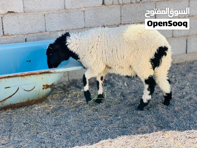 خروب ربي يبارك كاش وحوله عادي