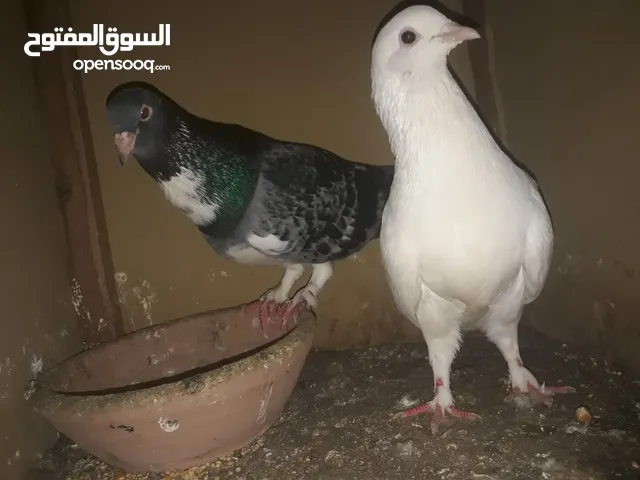 جوز حمامه التلات