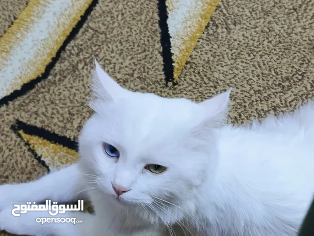 قط انغورا تركي نظيف ومدرب على الرمل مدرب على المكافئات