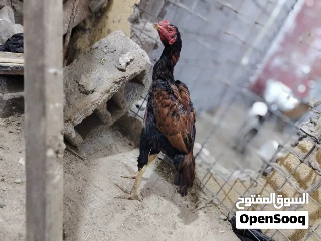 مخليف ثنين البيع