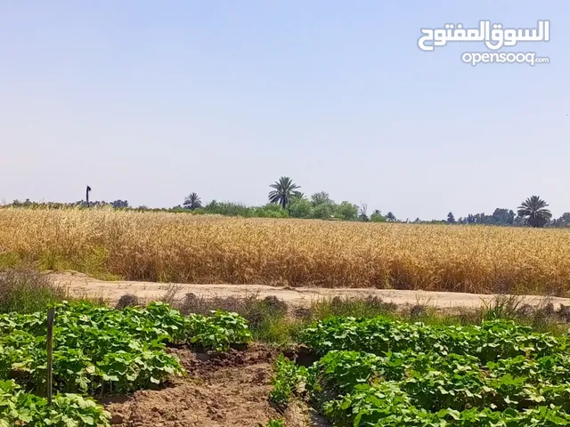 Farm Land for Sale in Baghdad Yusufiyah