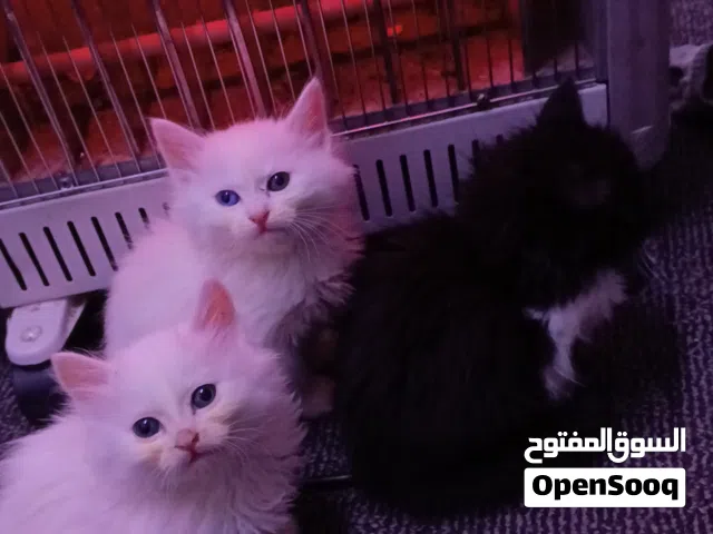 قطط للتبني العمر شهرين انجورا تركي