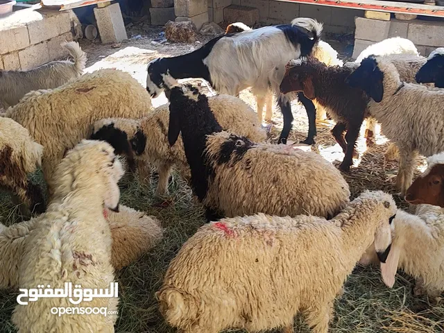 السلام عليكم عنم للبيع
