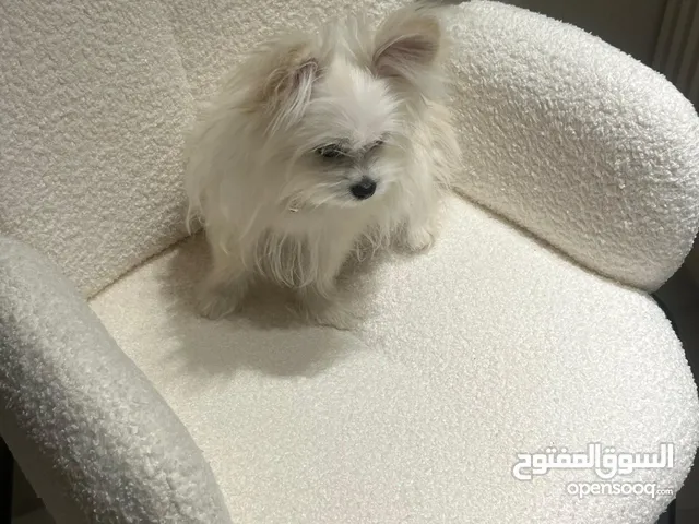 مالتيز مهجن للبيع
