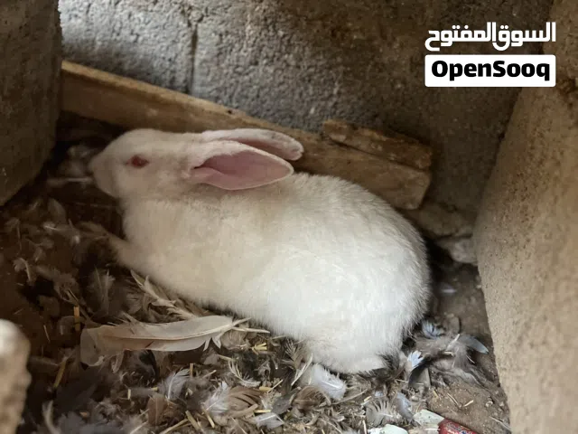 ارنب هولندي
