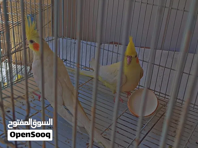 كوكتيل ما شاء الله