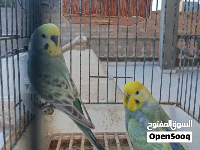 متوفر كوبريا الريمو الملكي كبي ان كوبيان مضمونه في الطويل سعرها150 دينار