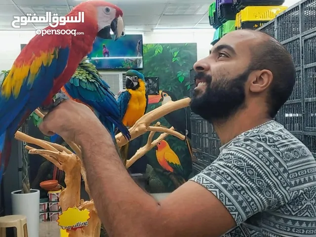 محل الطيور الطائر الاليف بالشارقه الجبيل محل رقم 27