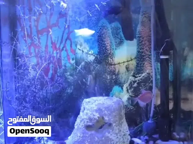 حوض سمك مع ملحقات: نبات . مضخة هواء. شبكة. طعام ثلاثة أنواع.