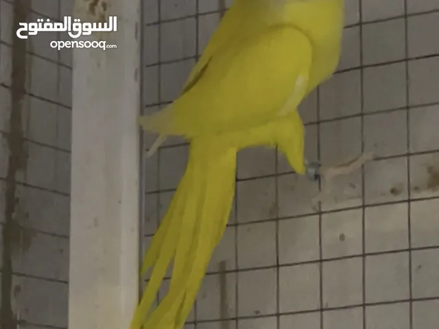 للبيع متو انتاج البحرين فروخ وا كيبلر
