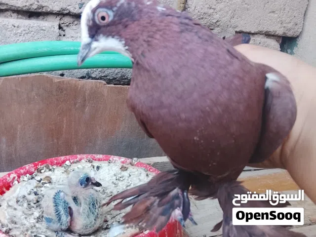 حمام حمر بغدادي وياهن فرخهن  وبيهن مجال