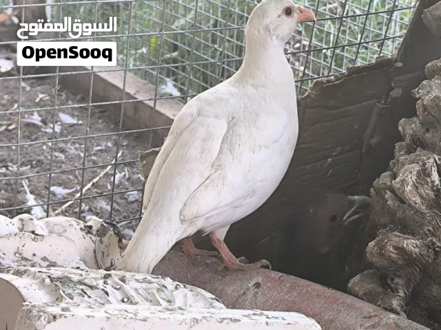 طيور نادرة  الفزن و الدجاج و السمان و الحجل و الببغاوات.  فصائل و أنواع مختلفة و نادرة(قابل للتفاوض)
