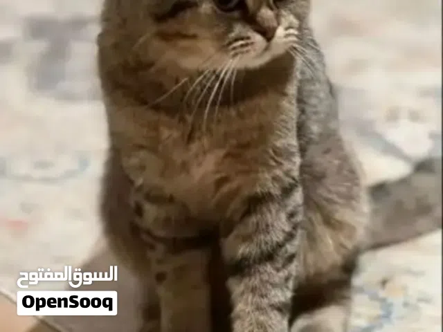 قط ذكر سكوتش تربل فولد للتزاوج وليس للبيع