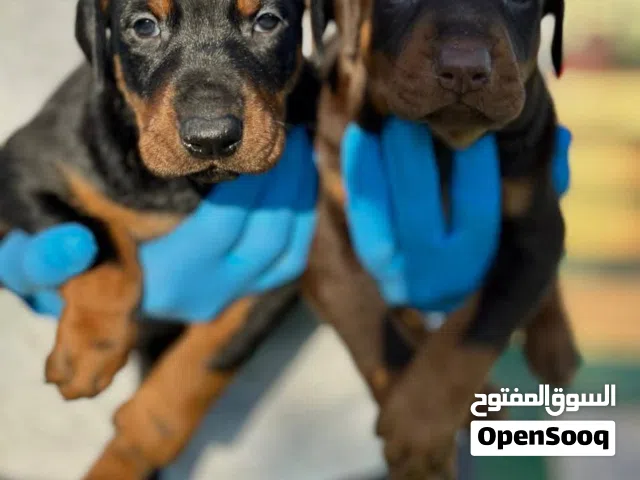 دوبرمان بوبي ..شوكلت وبلاك..جميع المطاعيم