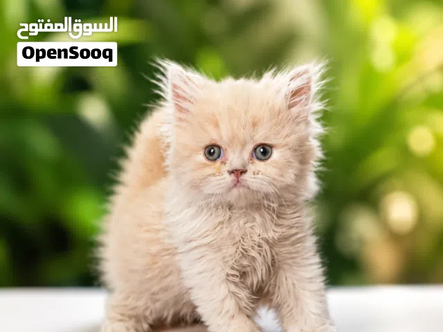 ولد ميكس اسكوتش فولد في بيرشن