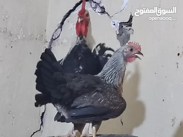 بيض بيض لتفقيس
