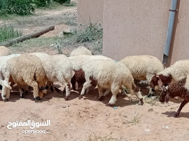 سبع خرفان و13,فطيمه،انضاف،عمرهم في 5ه شهور محصنات،لبيع،جمله،930,مردش،ع تعليقات