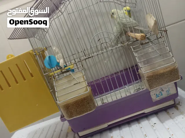 طيور بجي متزاوجين