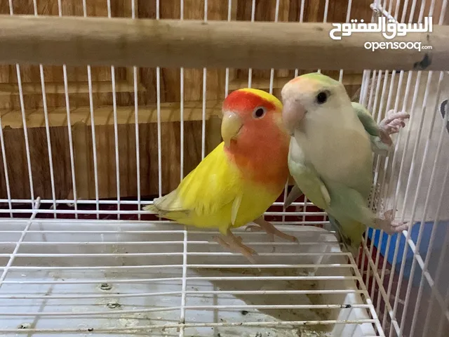Love bird breeder pair for sale very healthy and active pair with cage and food