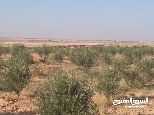 أرض فلاحية للبيع